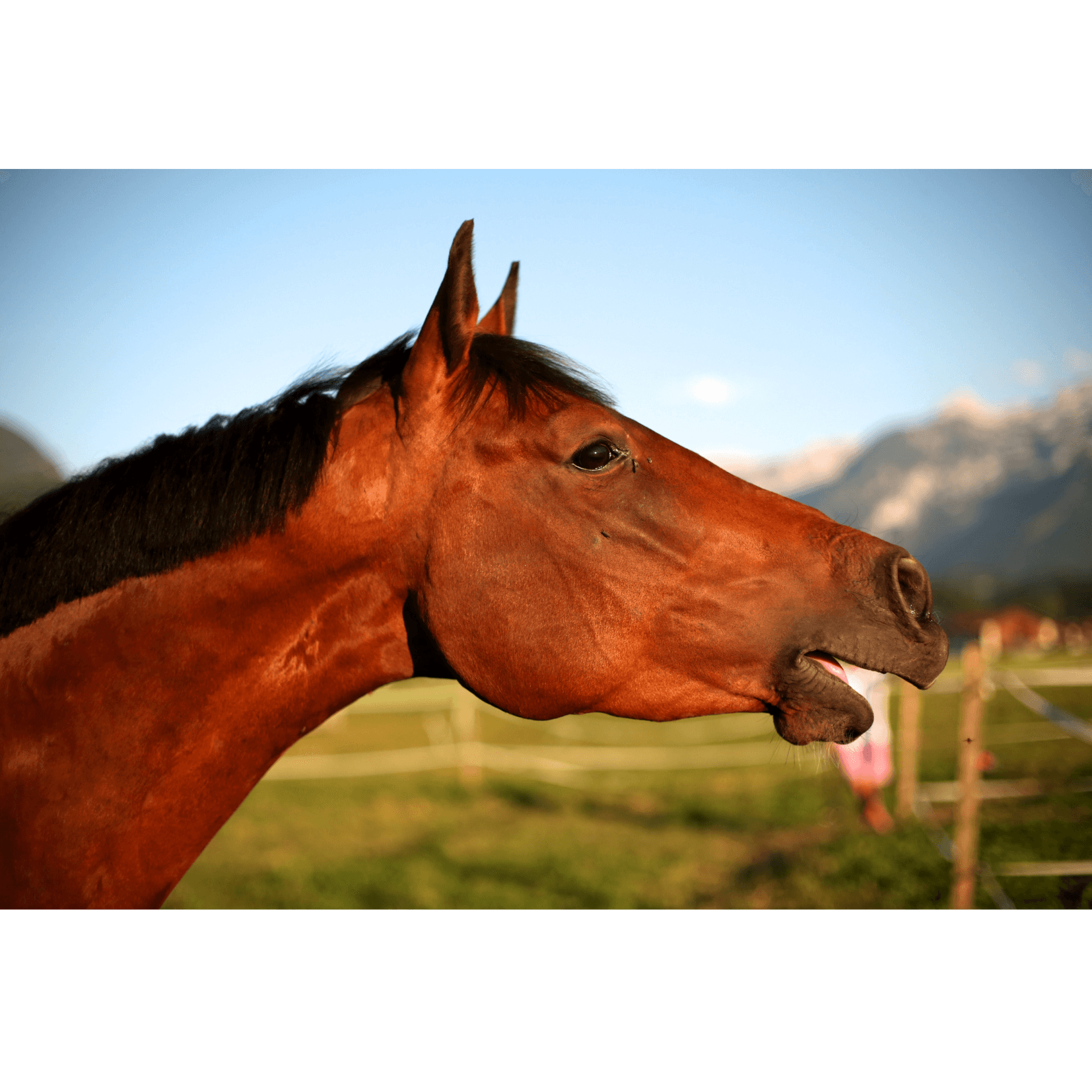 soupirs cheval massage relâchement tensions
